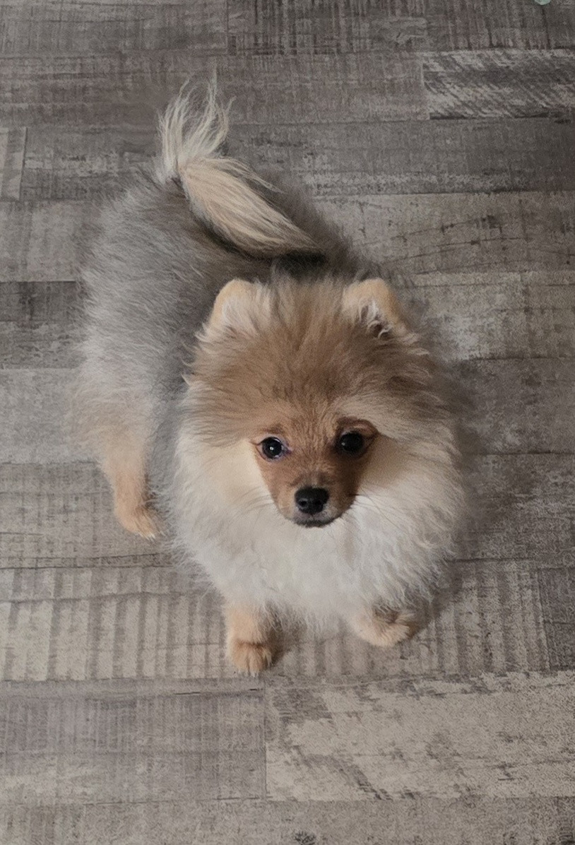 De L'Eden De Bragi - Chiots disponibles - Spitz allemand