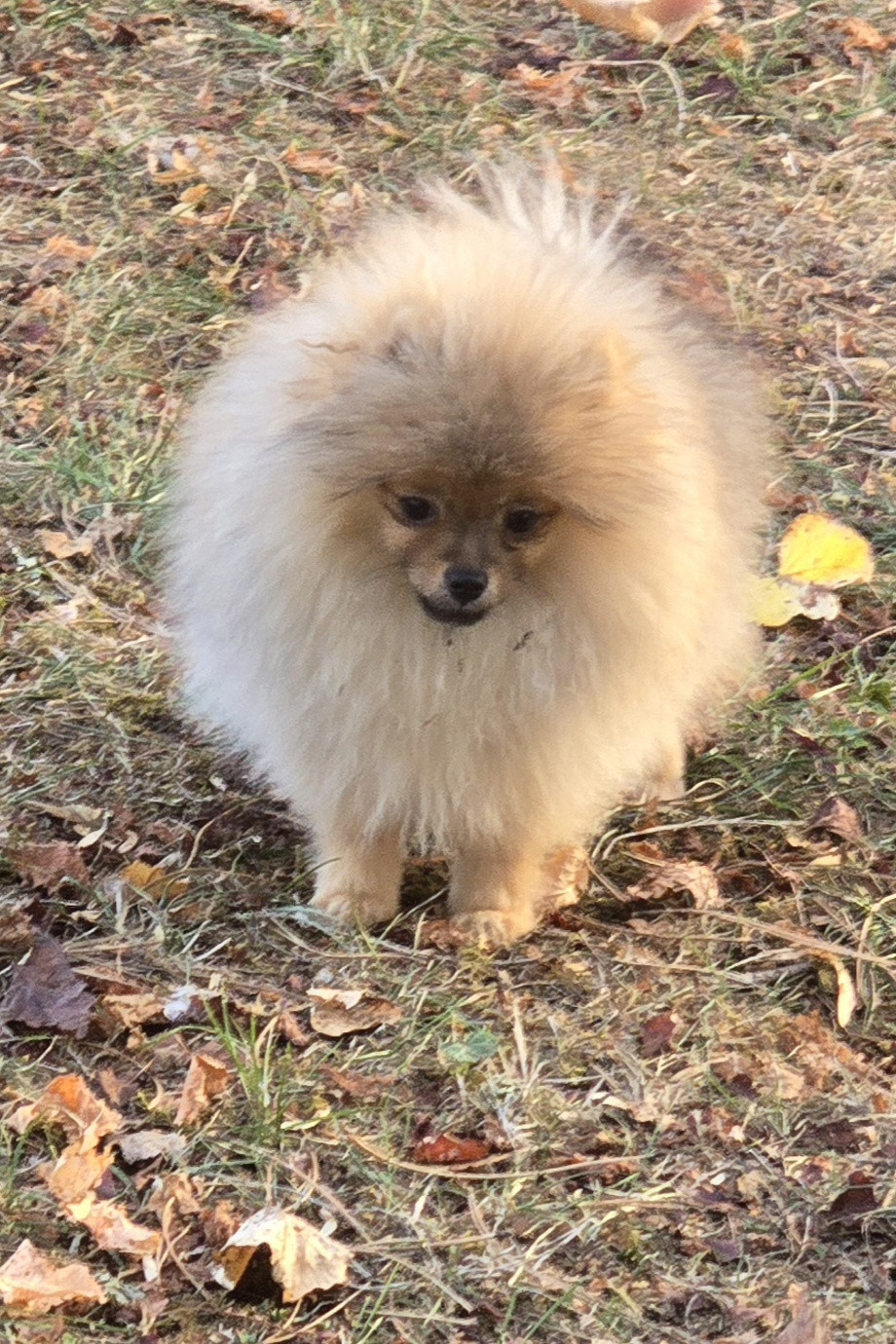 De L'Eden De Bragi - Chiots disponibles - Spitz allemand