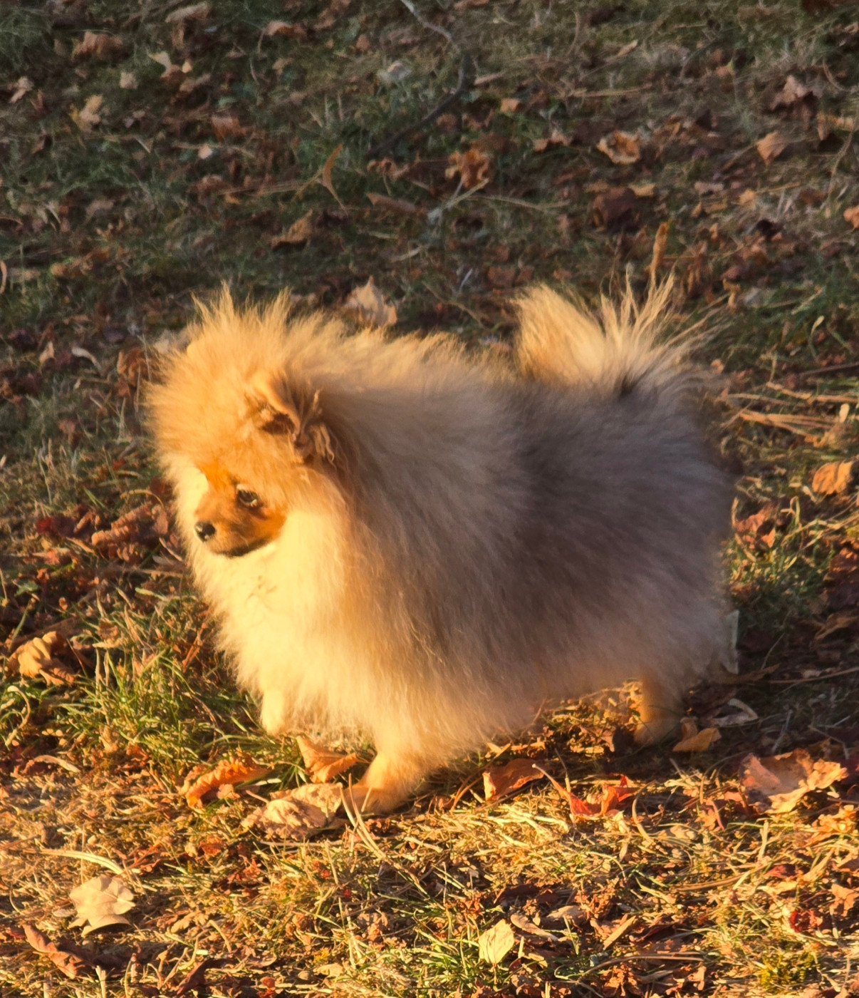 De L'Eden De Bragi - Chiots disponibles - Spitz allemand