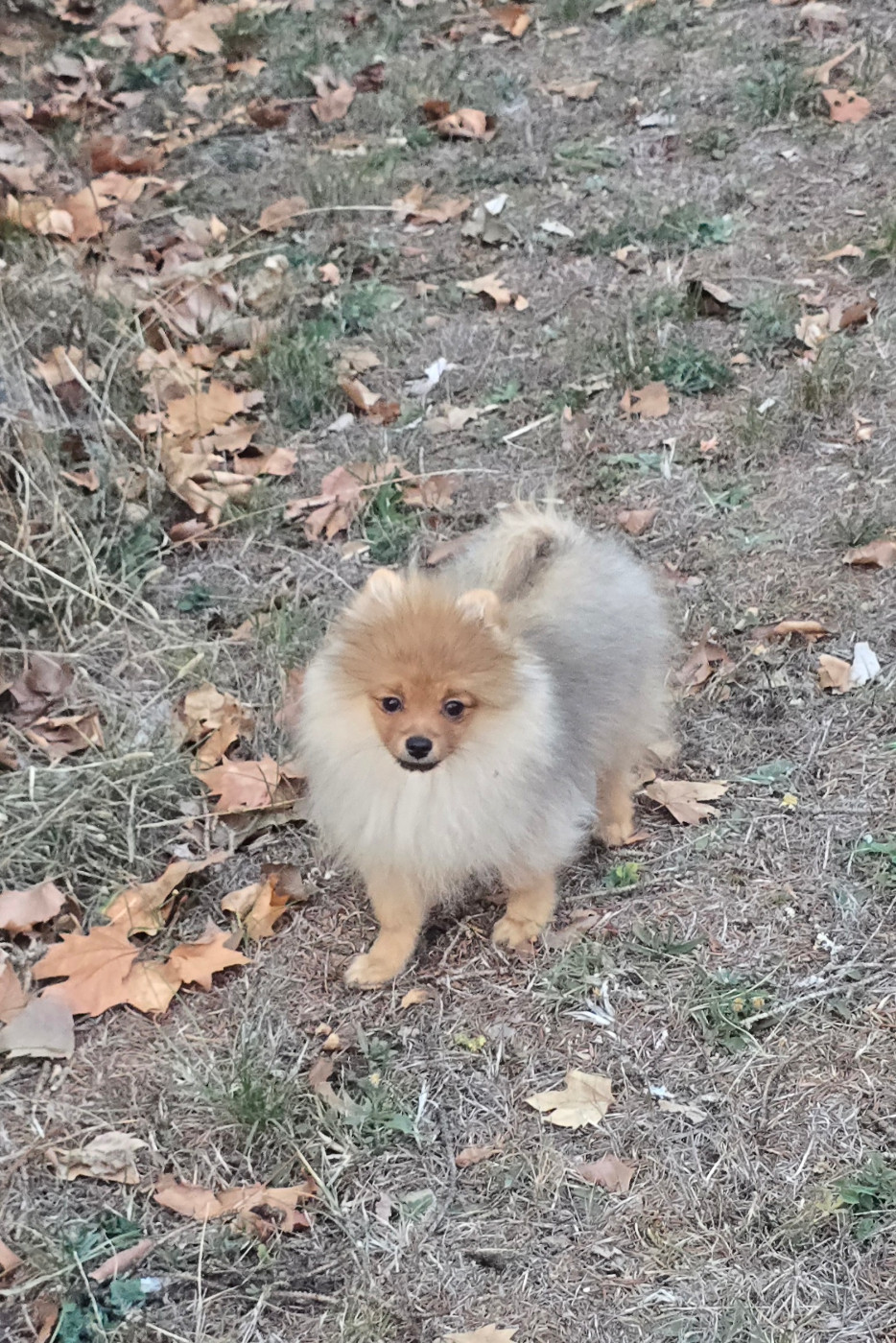 De L'Eden De Bragi - Chiots disponibles - Spitz allemand