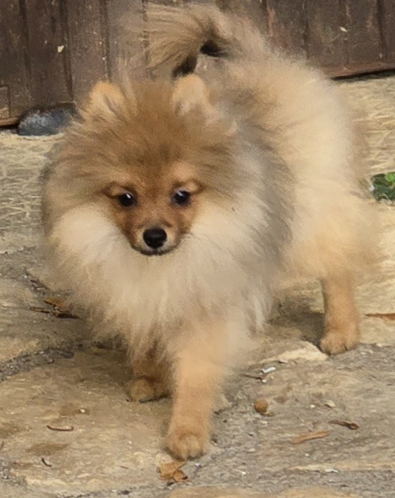 De L'Eden De Bragi - Chiots disponibles - Spitz allemand