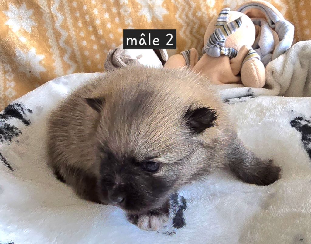 De L'Eden De Bragi - Chiots disponibles - Spitz allemand