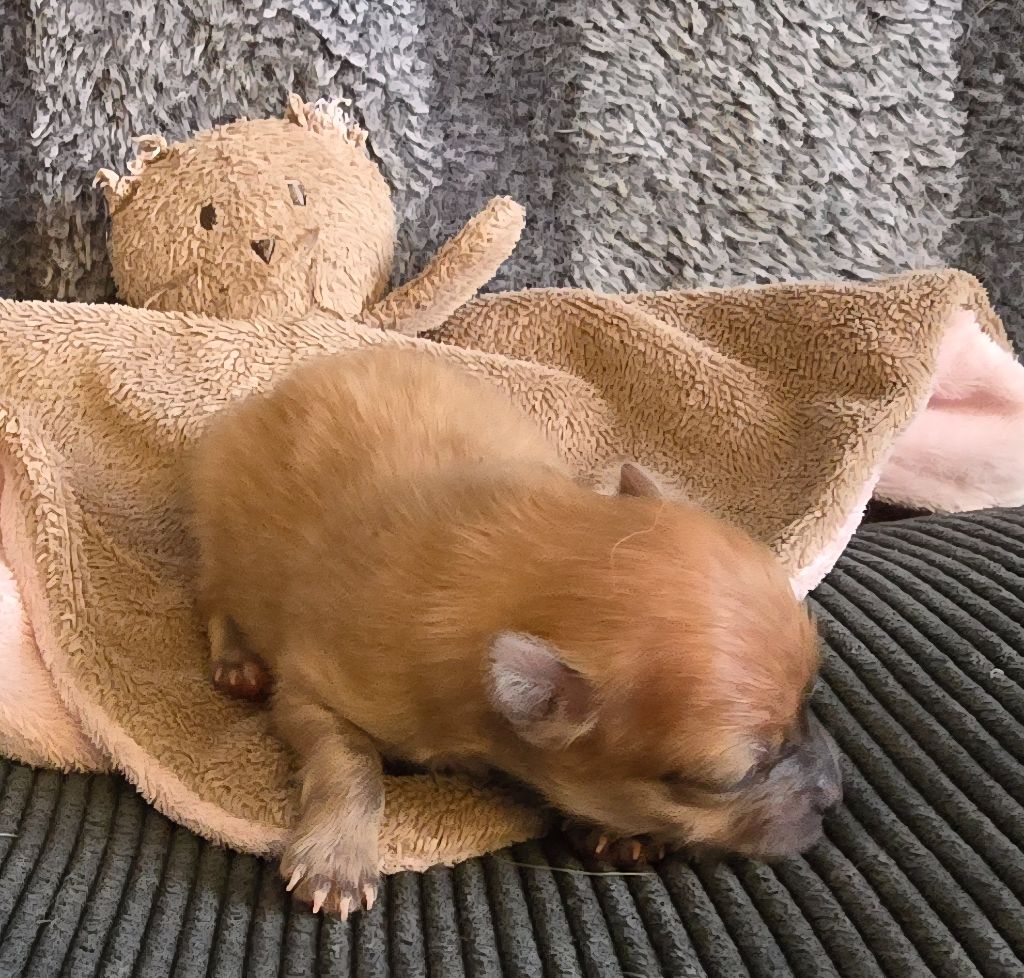 De L'Eden De Bragi - Chiots disponibles - Spitz allemand