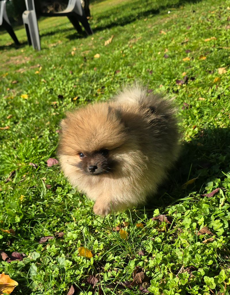 De L'Eden De Bragi - Chiots disponibles - Spitz allemand