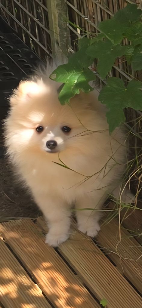 De L'Eden De Bragi - Chiots disponibles - Spitz allemand