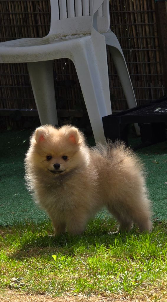 De L'Eden De Bragi - Chiots disponibles - Spitz allemand