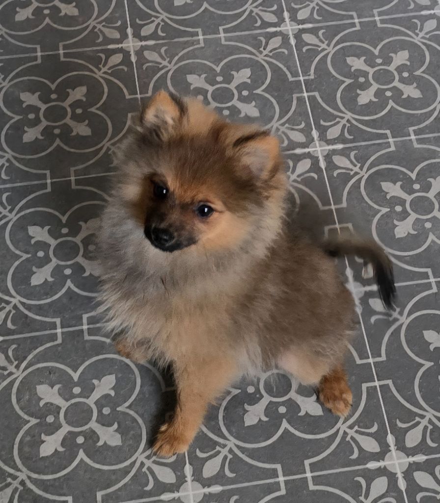 De L'Eden De Bragi - Chiots disponibles - Spitz allemand