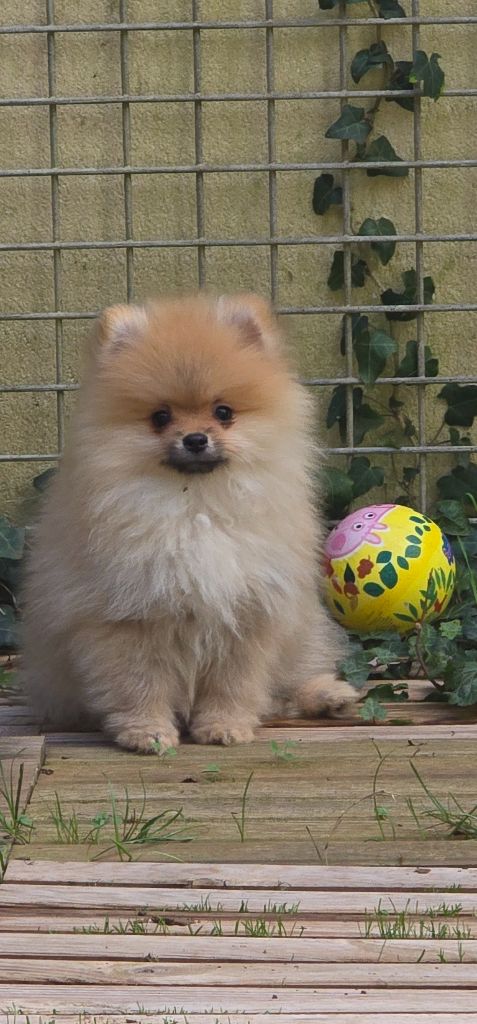 De L'Eden De Bragi - Chiots disponibles - Spitz allemand