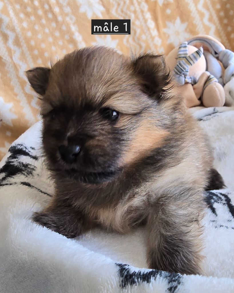 De L'Eden De Bragi - Chiots disponibles - Spitz allemand