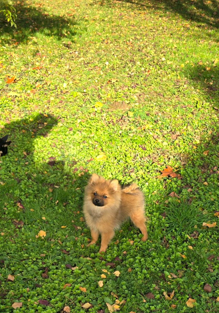 De L'Eden De Bragi - Chiots disponibles - Spitz allemand