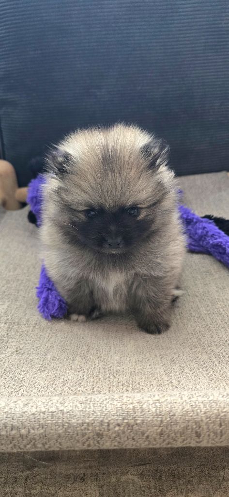 De L'Eden De Bragi - Chiots disponibles - Spitz allemand