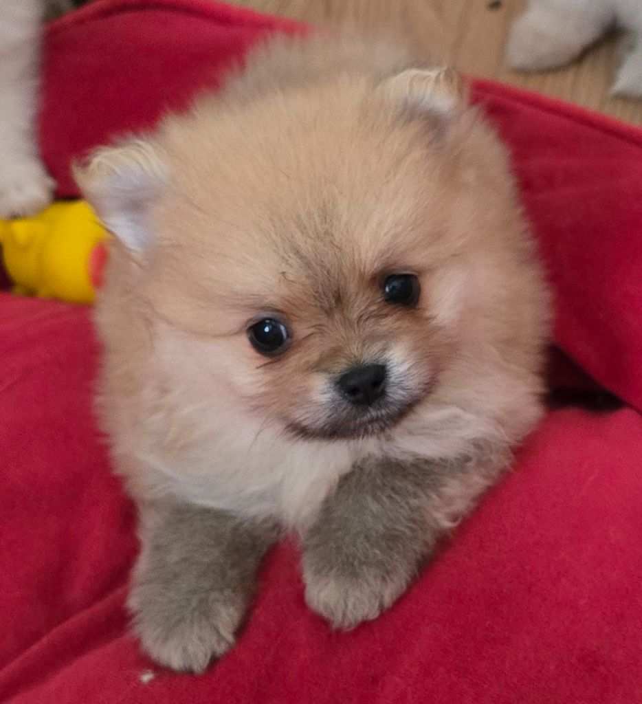 De L'Eden De Bragi - Chiots disponibles - Spitz allemand