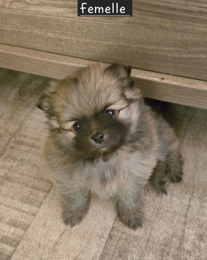 De L'Eden De Bragi - Chiots disponibles - Spitz allemand