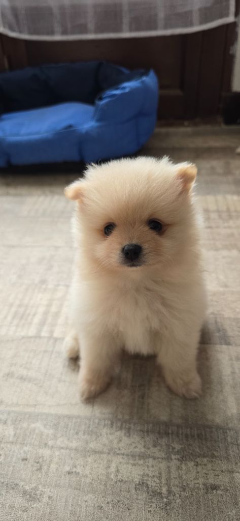De L'Eden De Bragi - Chiots disponibles - Spitz allemand