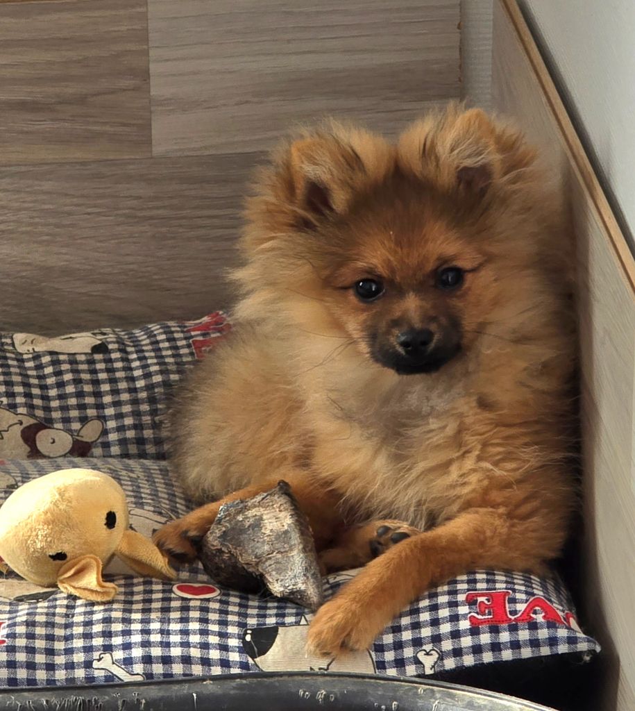 De L'Eden De Bragi - Chiots disponibles - Spitz allemand