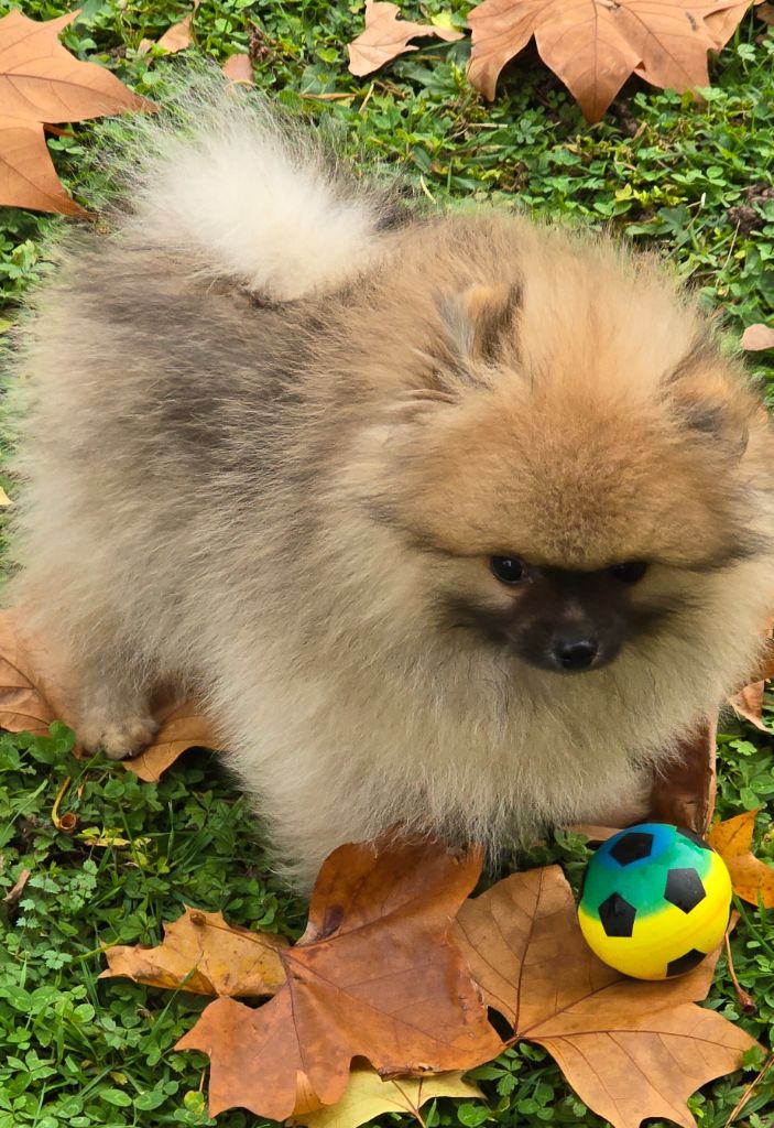 De L'Eden De Bragi - Spitz allemand - Portée née le 08/08/2025