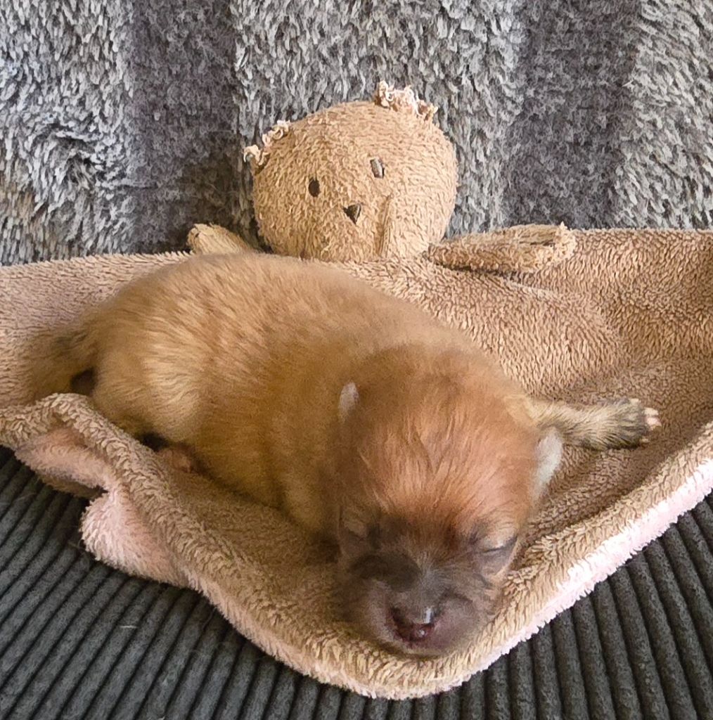 De L'Eden De Bragi - Chiots disponibles - Spitz allemand