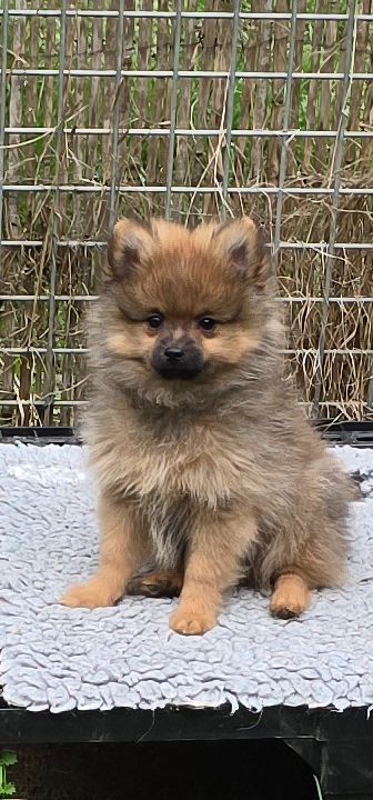 De L'Eden De Bragi - Chiots disponibles - Spitz allemand