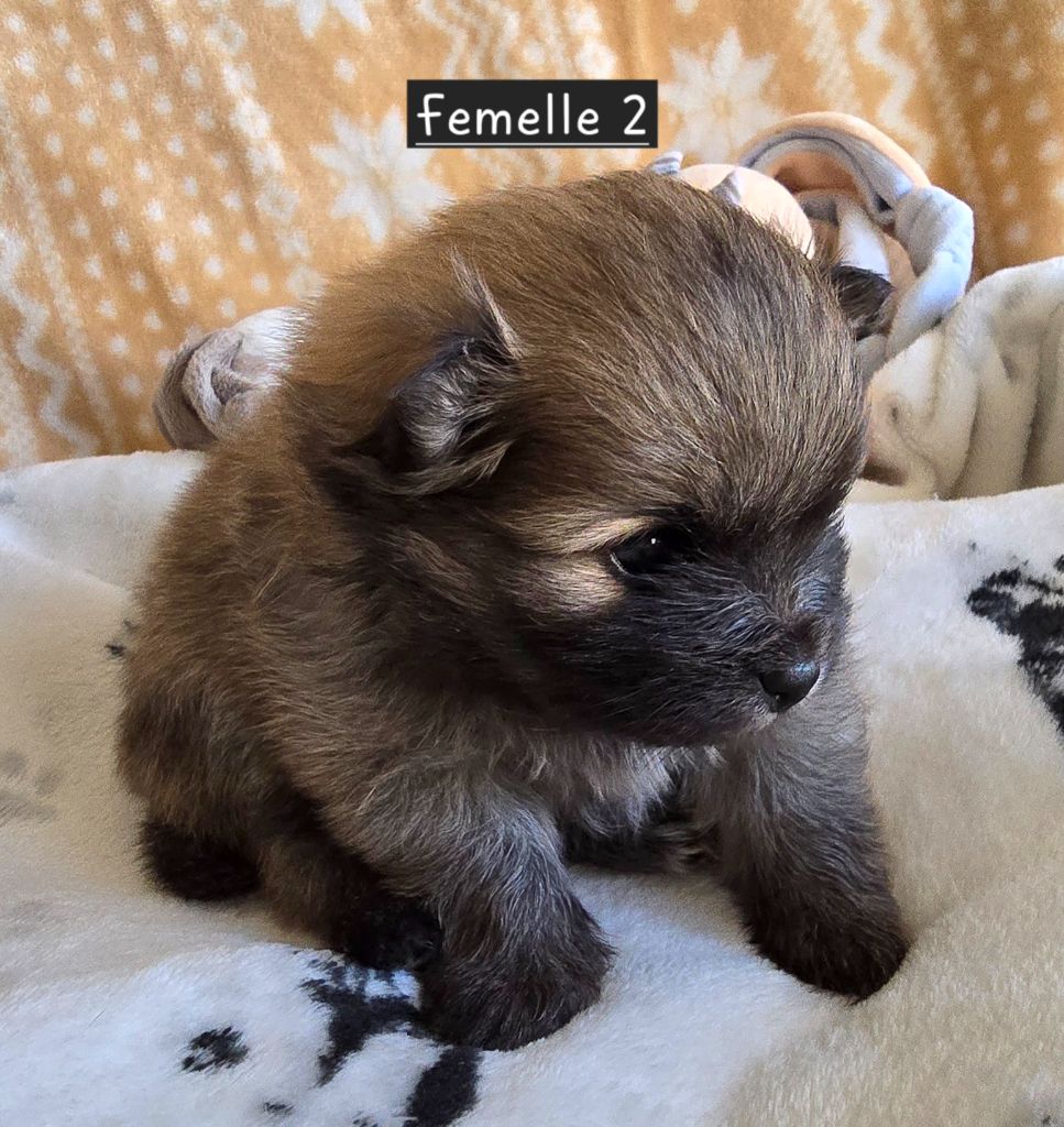 De L'Eden De Bragi - Chiots disponibles - Spitz allemand