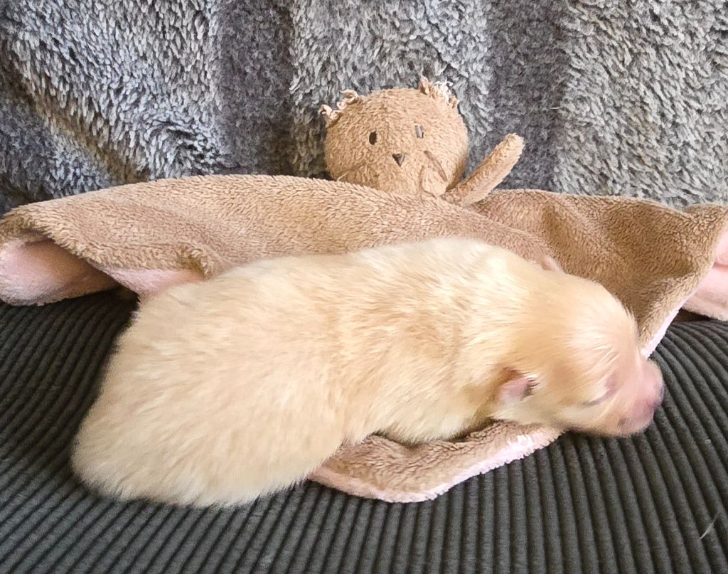 De L'Eden De Bragi - Chiots disponibles - Spitz allemand