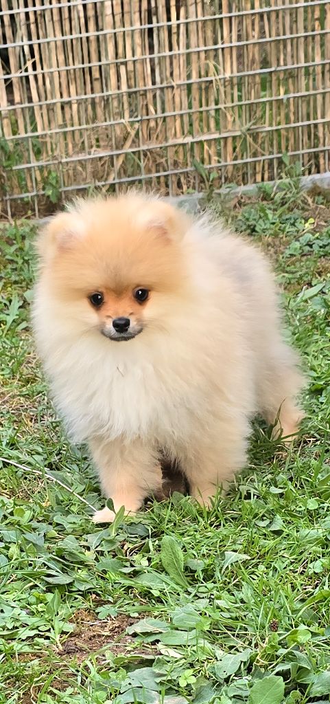 De L'Eden De Bragi - Chiots disponibles - Spitz allemand