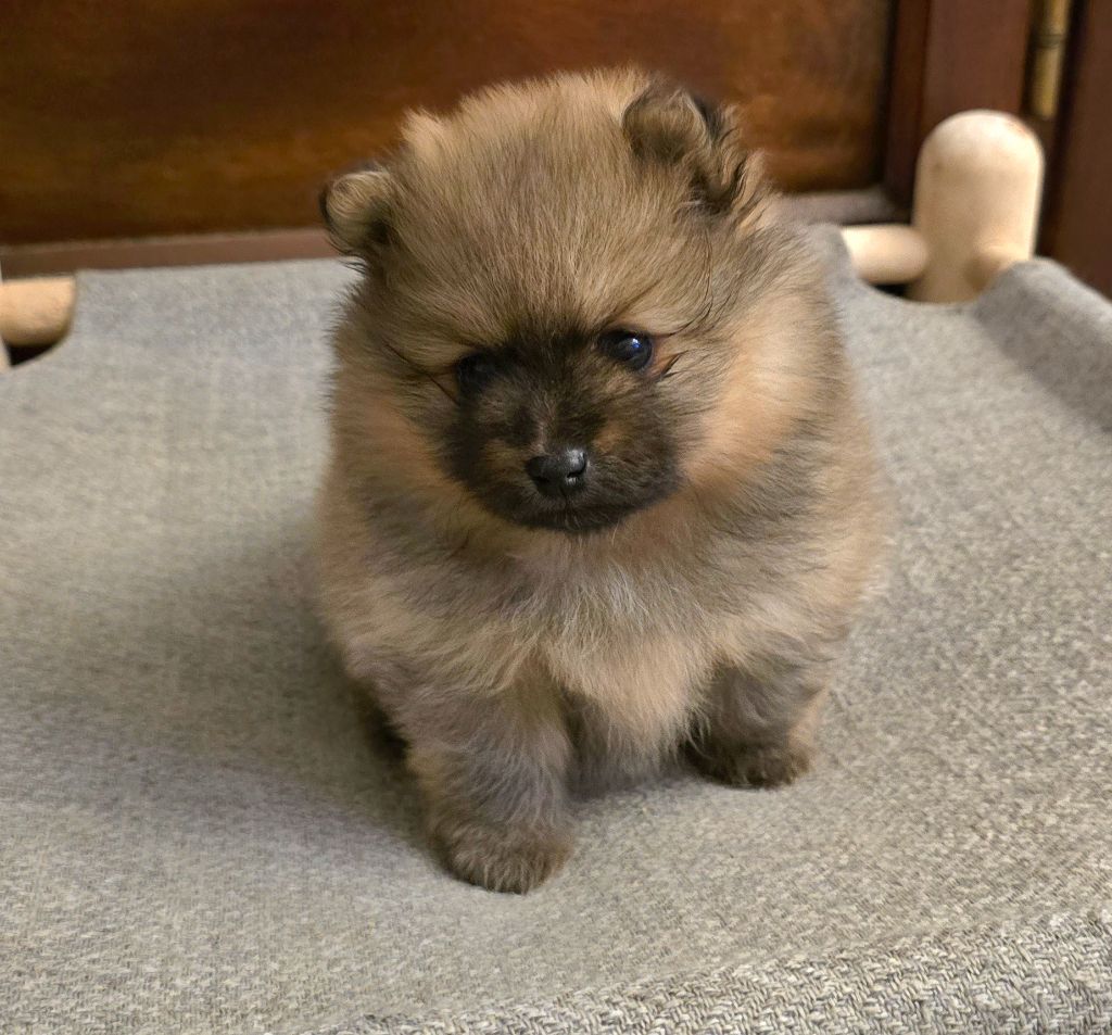 De L'Eden De Bragi - Chiots disponibles - Spitz allemand