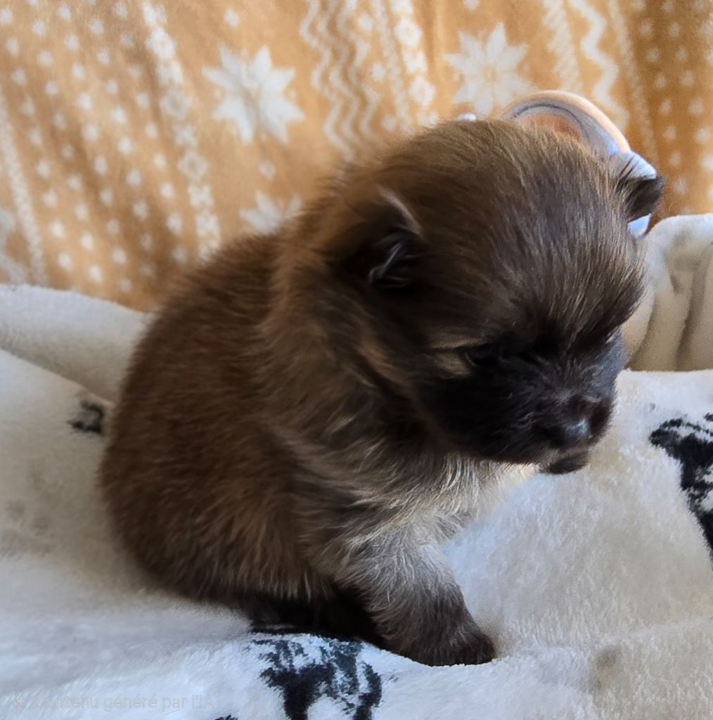 De L'Eden De Bragi - Chiots disponibles - Spitz allemand